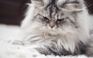 Симптомы ХПН у кошек