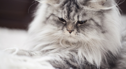 Какую роль играют почки в организме