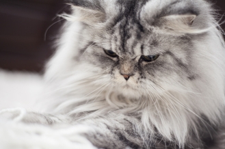 Какую роль играют почки в организме