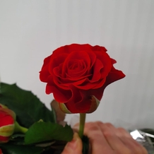 фото розы эль торо