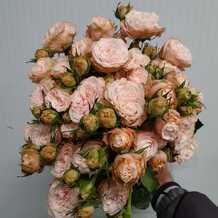фото розы спрей Бомбастик