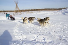 катание на собачьих упряжках Байкал dog sledding Baikal