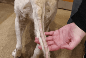 Лабораторные анализы синдрома Иценко-Кушинга у собак