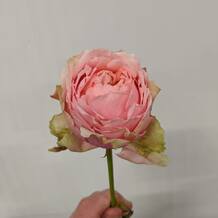 Фото розы Викториан Дрим