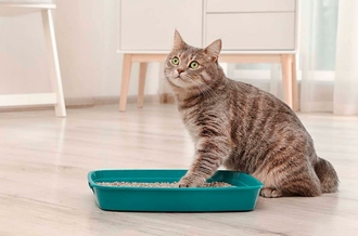 Современные методы и препараты для лечения уремии у кошек и собак