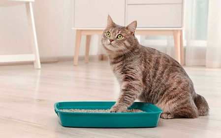 Уремия у кошек и собак – что это за болезнь