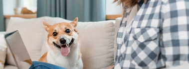 купить ипакитине для собак