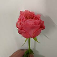 Фото розы Викториан Сикрет