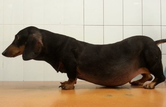 синдром кушинга у собак