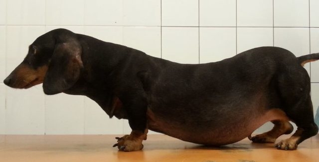 синдром кушинга у собак