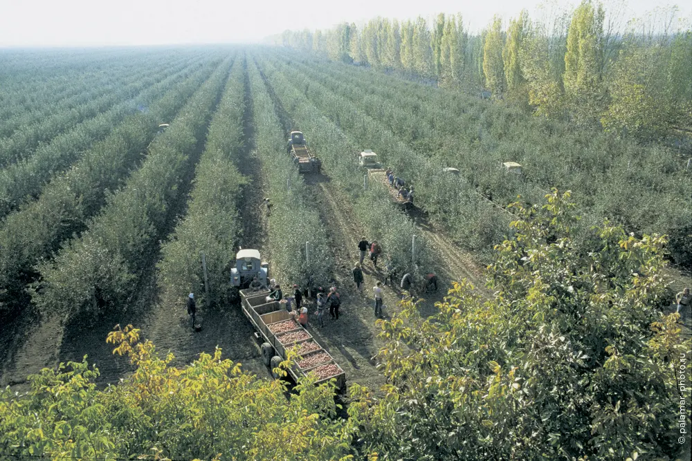 Натюрморт А. Паламарь. Тирасполь