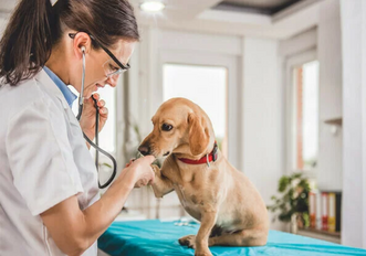 Симптомы и лечение болезней почек у собак