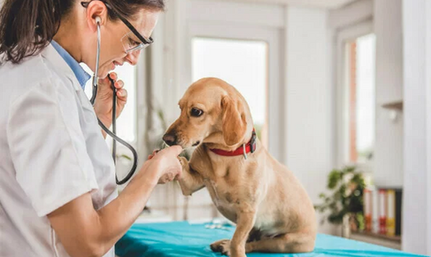 Лечение хронической почечной недостаточности у собак