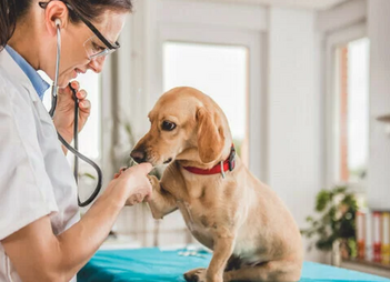 Лечение хронической почечной недостаточности у собак