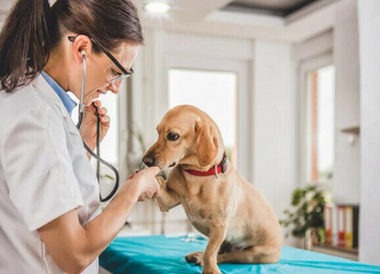 Симптомы и лечение болезней почек у собак