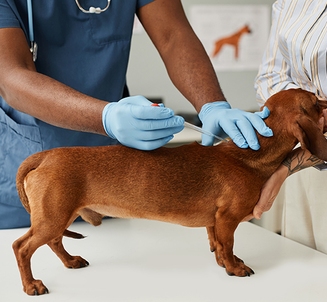 Новый препарат для собак с болезнью Кушинга: обсуждение ветеринарами