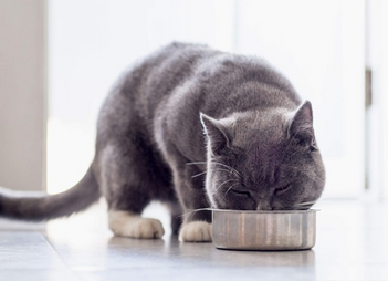 Ипакитине - для лечения ХПН у кошек