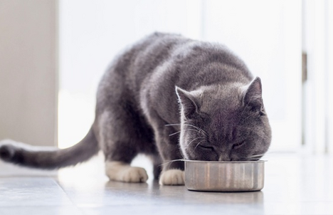 Ипакитине - для лечения ХПН у кошек