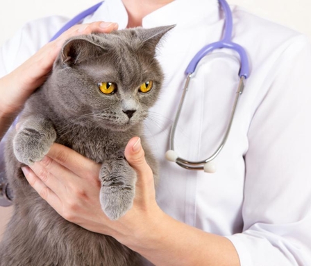 Лечение ХПН у кошек
