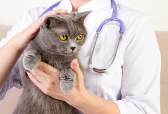 Лечение ХПН у кошек