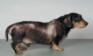 полиурия у собак