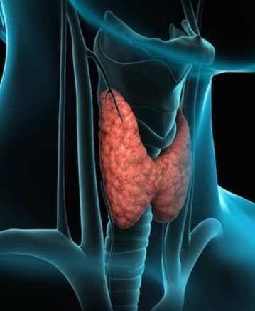 Где купить Новотирал для правильного лечения щитовидки в Москве