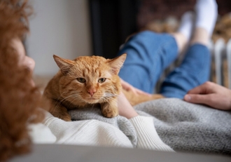 Лечение домашних кошек препаратом Пронефра, когда болят почки