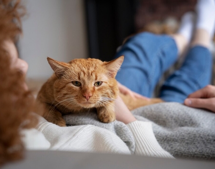 Лечение домашних кошек препаратом Пронефра, когда болят почки