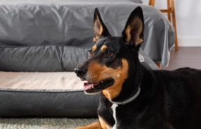 Какие клинические рекомендации могут остановить прогрессирование хронической болезни почек