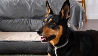 Какие клинические рекомендации могут остановить прогрессирование хронической болезни почек