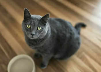 Лечение ХПН у кошек