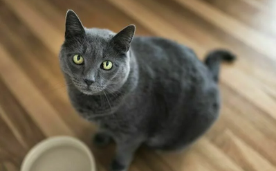 Лечение хронической почечной недостаточности у кошек