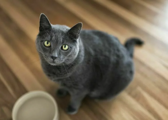 Лечение ХПН у кошек