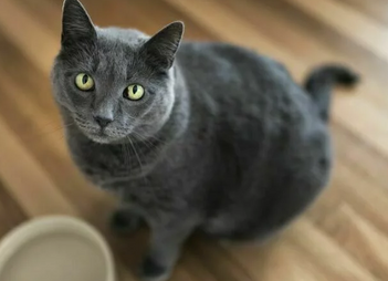 Лечение хронической почечной недостаточности у кошек