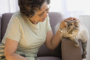 Уремия у кошек и собак. Что это за болезнь? Симптомы у животных при ХБП. Лечение препаратом Ипакитин