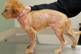 Купить Веторил с отзывами и по доступной цене в Москве с доставкой по России