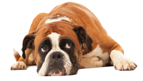 Уремия – самостоятельная болезнь или один из симптомов ХБП у кошек и собак