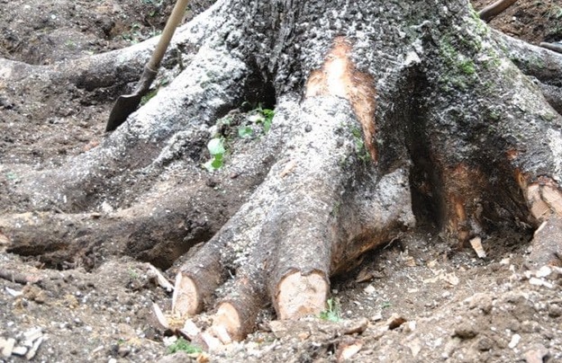 лес кругляк бревно с корнем 