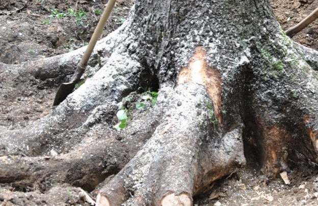 лес кругляк бревно с корнем 