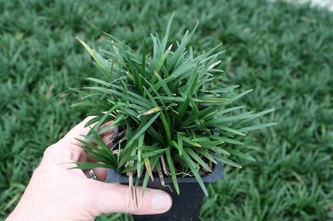 Почвопокровные растения для газона