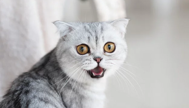 Купить Пронефра для кошек и собак. Всегда в наличии. Доставка по Москве и СПб за 1 день