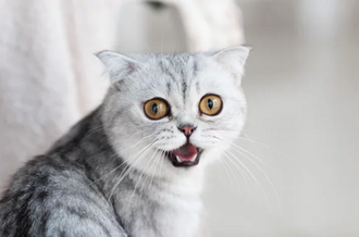 Купить Пронефра для кошек и собак. Всегда в наличии. Доставка по Москве и СПб за 1 день