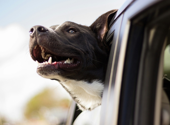 Что нужно купить для путешествия с собакой на машине у которой диагноз ХПН