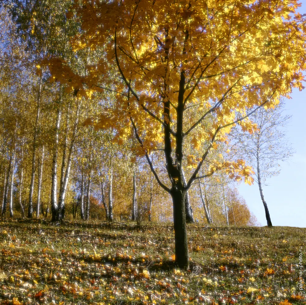 Натюрморт А. Паламарь. Тирасполь