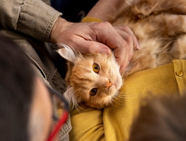 Кому назначают лекарственный препарат Ипакитине