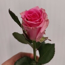 фото розы абигаль