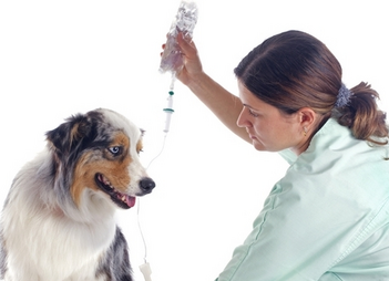 Ипакитине - для лечения ХПН у собак