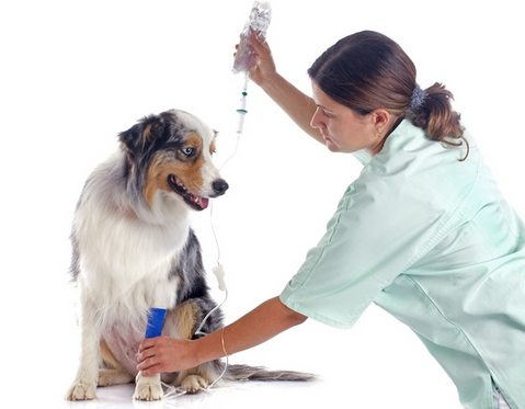 Ипакитине - для лечения ХПН у собак