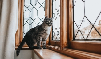 Лечение почек у кошек препаратом Ипакитине