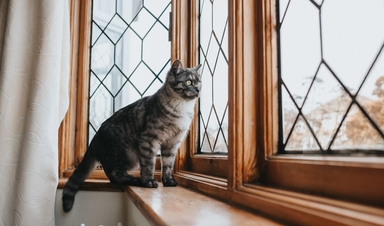 Лечение почек у кошек препаратом Ипакитине